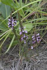 Striga bilabiata bilabiata