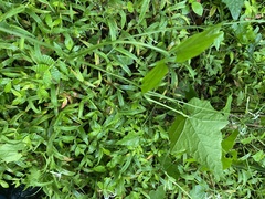 Angiospermae
