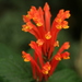 Scutellaria costaricana - Photo (c) dogtooth77, algunos derechos reservados (CC BY-NC-SA)
