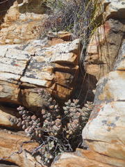 Crassula rupestris rupestris