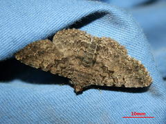 Polydesma umbricola