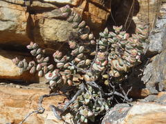 Crassula rupestris rupestris