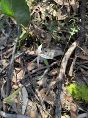 Caladenia rigida