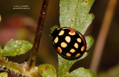 Cheilomenes sulphurea