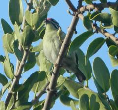 Pogoniulus pusillus pusillus