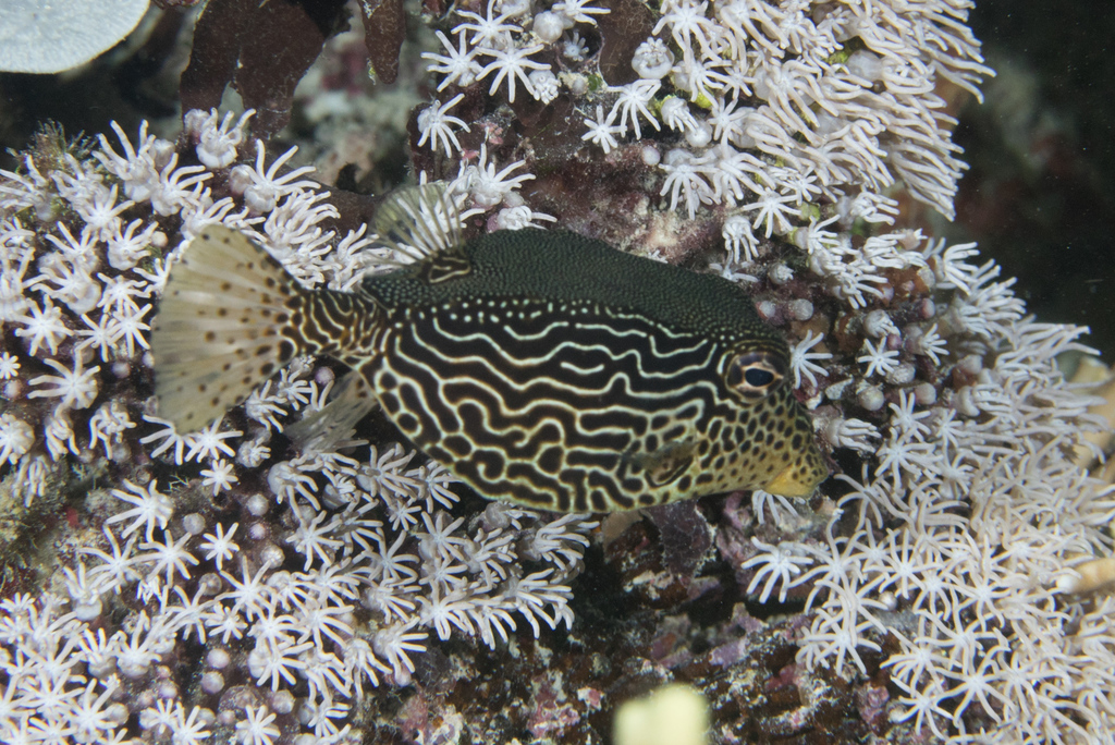 Solor boxfish (Ostracion solorensis) — Ostraciidae