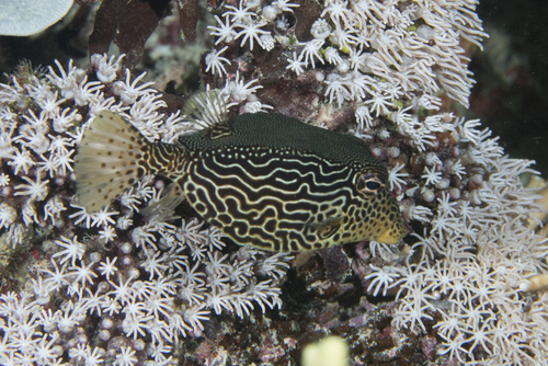 Solor boxfish (Ostracion solorensis) — Ostraciidae