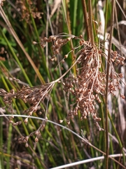 Juncus effusus solutus