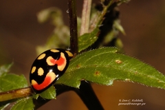 Cheilomenes sulphurea