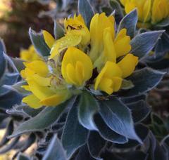 Xiphotheca fruticosa