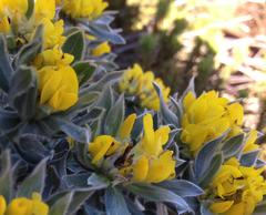 Xiphotheca fruticosa