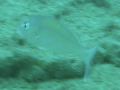 Rhabdosargus holubi