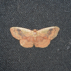 Leptostales ferruminaria