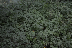 Rhizomatophora aegopodioides