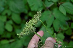 Rhizomatophora aegopodioides