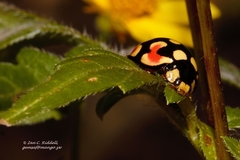 Cheilomenes sulphurea