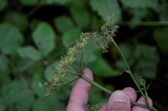 Rhizomatophora aegopodioides