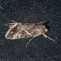 Ctenoplusia oxygramma