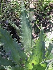 Eryngium serra