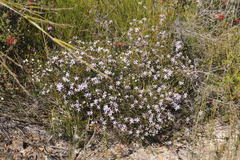 Philotheca reichenbachii
