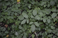 Rhizomatophora aegopodioides