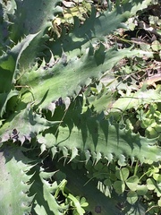 Eryngium serra
