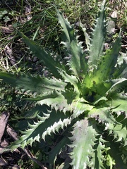 Eryngium serra