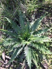 Eryngium serra