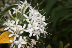 Pavetta indica