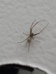 Floronia bucculenta