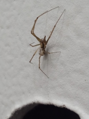 Floronia bucculenta
