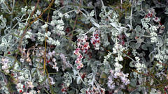 Chenopodium curvispicatum
