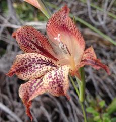 Gladiolus maculatus