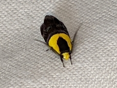 Rectiostoma xanthobasis