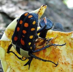 Mecynorhina passerinii