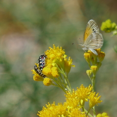 Acmaeodera gibbula