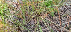 Aristida spiciformis