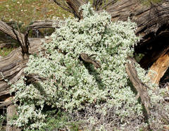 Chenopodium curvispicatum