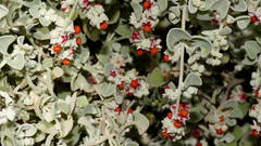 Chenopodium curvispicatum