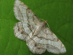 Chiasmia hebesata