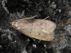 Brachmia modicella