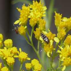 Acmaeodera alicia