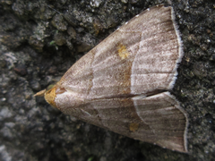 Paragabara flavomacula