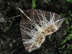 Evecliptopera illitata