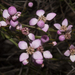 Granite Boronia - Photo (c) Sue Jaggar, some rights reserved (CC BY-NC-ND), uploaded by Sue Jaggar
