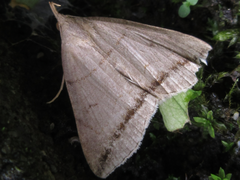 Zanclognatha griselda