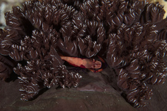 Asteronotus hepaticus