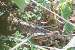 Platycleis intermedia