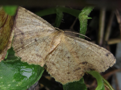 Microcalicha invenustaria