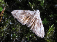 Araeopteron amoena